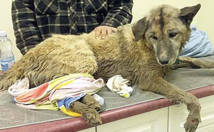 A fost scos de la un metru de sub pământ