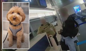 caine abandonat in aeroport sursa x @Protect Wldlife mp4 thumbnail png