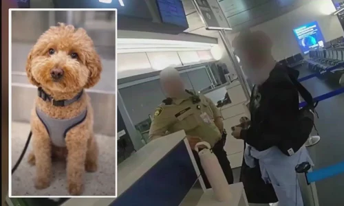 caine abandonat in aeroport sursa x @Protect Wldlife mp4 thumbnail png