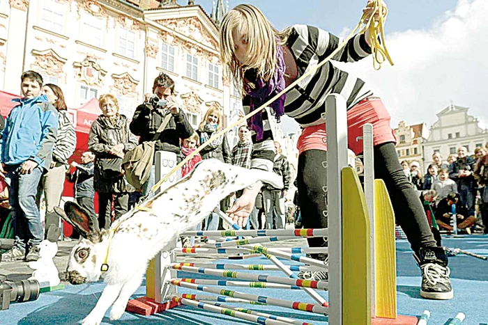 Ţup-ţup! (Fotografii: Reuters)