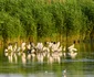 colonie pasari foto ovidiu optik nature photographer jpg