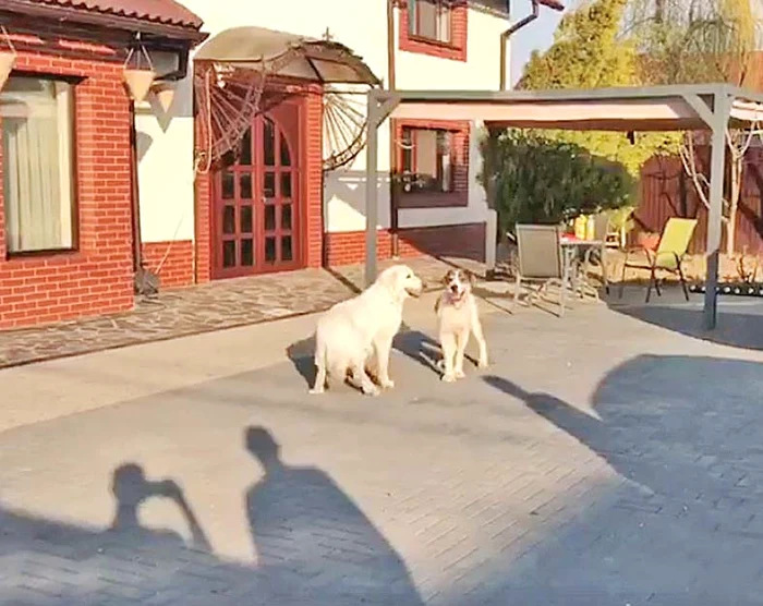 Sunny a fost adoptat de o familie din Piteşti