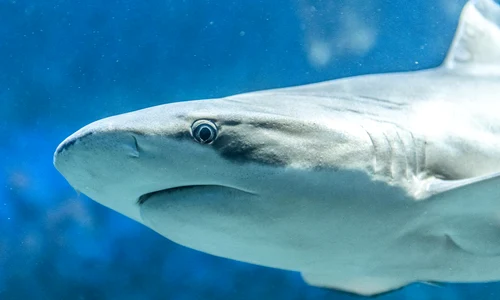 shark 6121088 1920 jpg