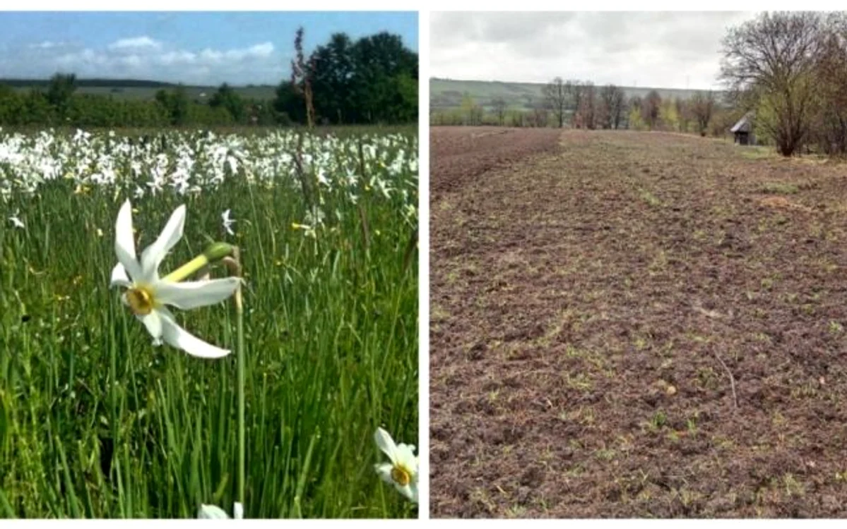 Poiana cu narcise sălbatice, înainte şi după lucrările agricole. FOTO: Turnul Sfatului
