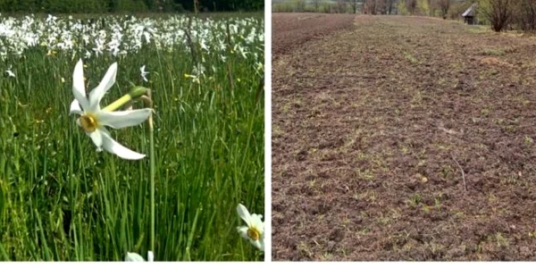 poiana narcise foto turnul sfatului