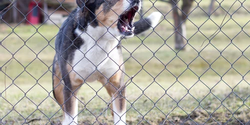 Caine agresiv FOTO Shutterstock jpg