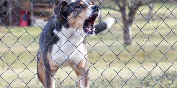Caine agresiv FOTO Shutterstock jpg