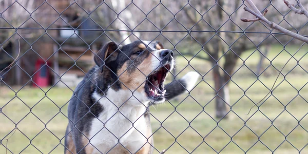 Caine agresiv FOTO Shutterstock jpg