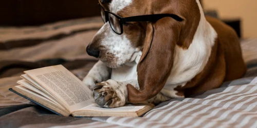 Caine citeste carte ochelari FOTO Shutterstock