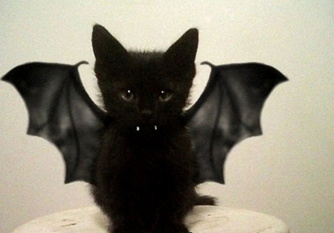 
    Halloween 2015: nu aveți de ce să vă temeți de acest gentleman care a ieșit la colindatFoto: imgur.com  