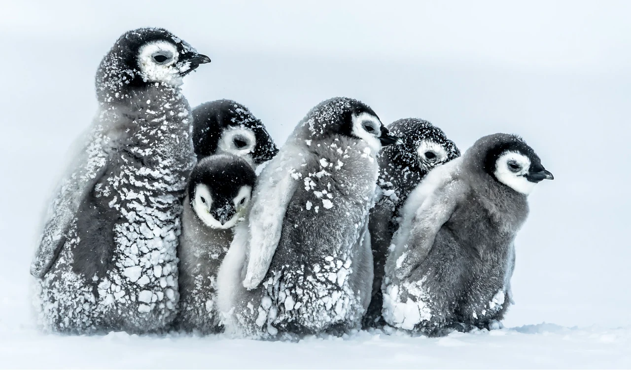 
    Puii de pinguin fotografiați de inginerul german au numai trei lunifoto: Rex  