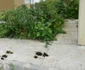 Blocurile de la periferia Bacăului