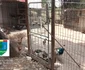 Animale ținute în cuști, în condiții necorespunzătoare FOTO: Facebook / Garda Națională de Mediu
