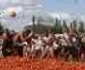 tomatina chile reuters