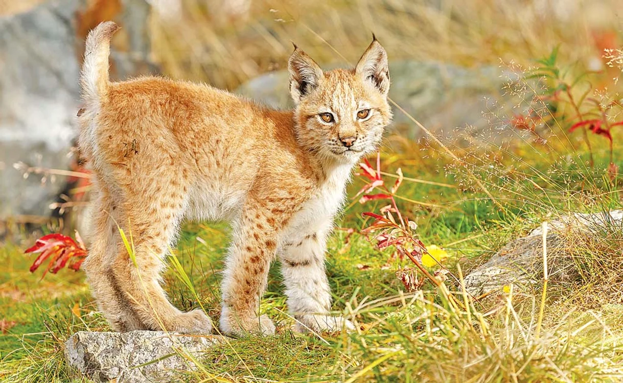 
    Puiul de râs făcea parte din specia Lynx lynx, specie protejată la nivel European  