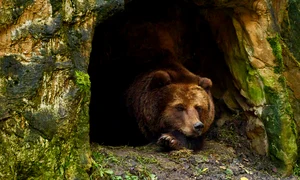 Urs brun  Foto Pixabay com jpg