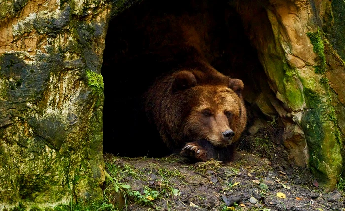 Urs brun. Foto: Pixabay.com