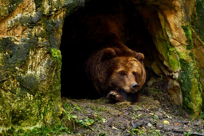 Urs brun. Foto: Pixabay.com