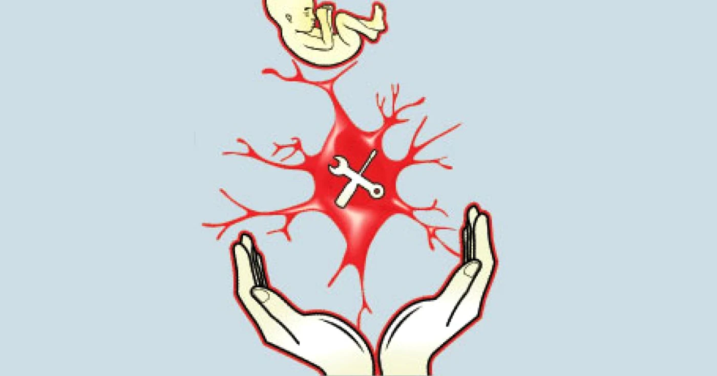 Celulele stem hematopoietice din sângele placentar reprezintă un certificat de garanţie în alb pentru fiecare nou-născut