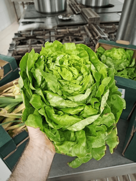 Legumele bio de Ciocănari cuceresc Capitala. Ferma dă de lucru șomerilor din sat