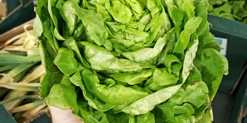Legumele bio produse în Ciocănari ajung zilnic în Capitală. FOTO Ateliere fără frontiere