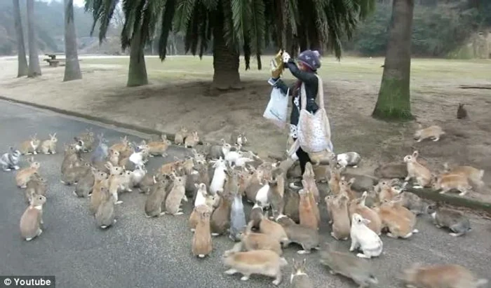 Iepurii din Okunoshima sunt stăpânii insulei
