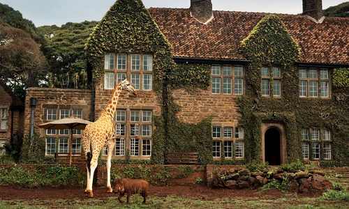Hotelul Giraffe Manor, locul unde poti lua micul dejun impreuna cu opt girafe jpeg