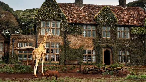 Hotelul Giraffe Manor, locul unde poti lua micul dejun impreuna cu opt girafe jpeg