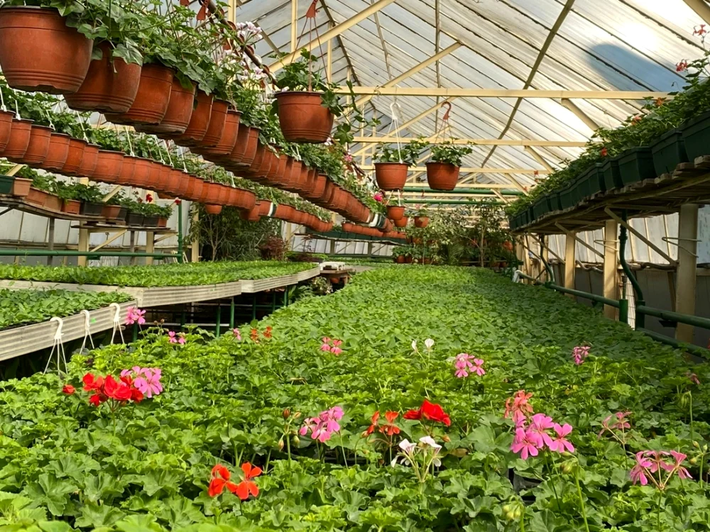 Sera de flori de la Mîndreşti asigură necesarul pentru oraş