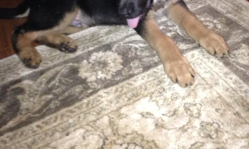 catelul familiei carstea jpeg