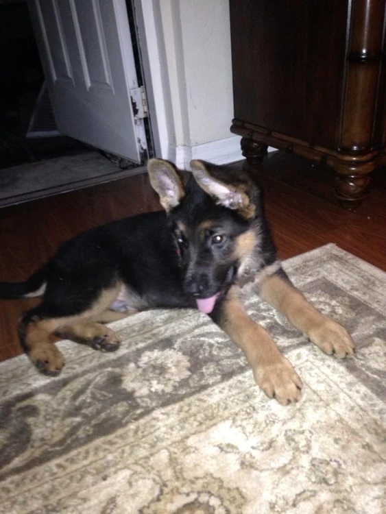 catelul familiei carstea