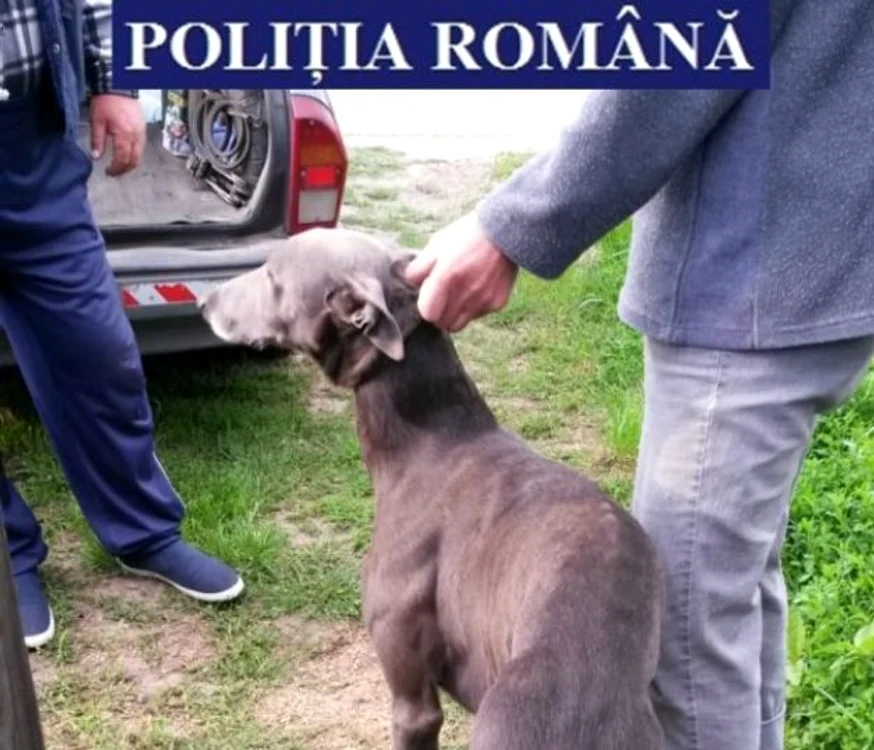 Bărbatul a folosit la vânătoarea ilegală mai mulţi câini din rasa ogar FOTO IPJ Călăraşi
