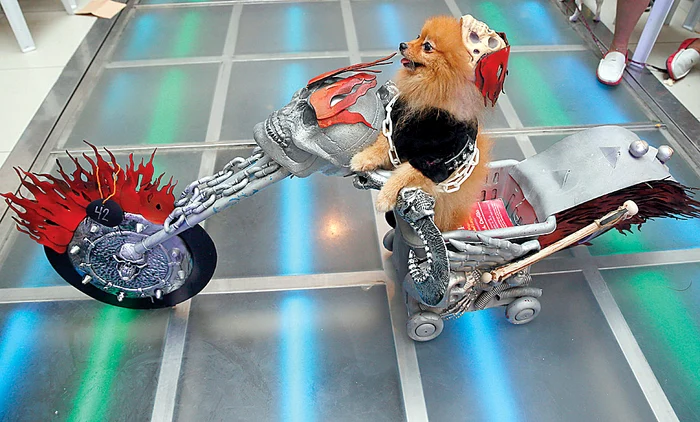 „Îmi place viteza, vântu-mi strică freza...”