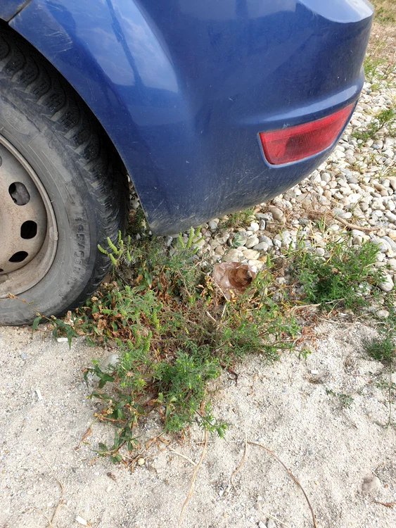 Vedem ambrozie și răzleț, pe marginea drumurilor