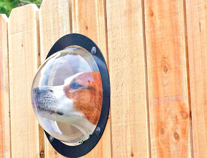 Are diametrul de 24 de centimetri şi costă 40 de dolariFoto: Hepta