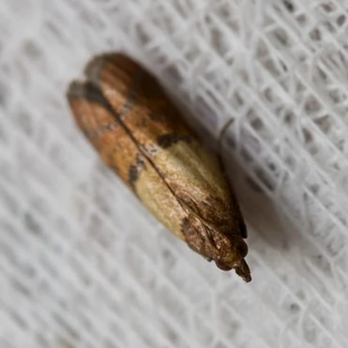 Moliile ne pot strica ușor hainele