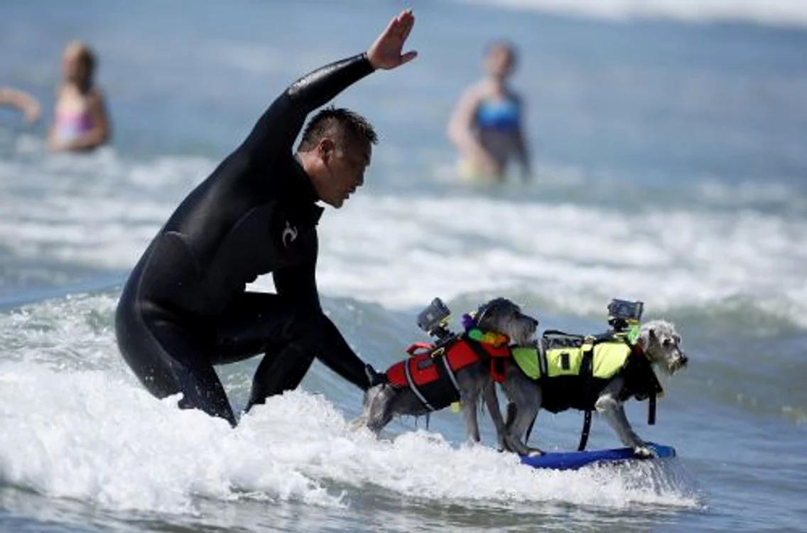 Câini care fac surf (FOTO REUTRS)