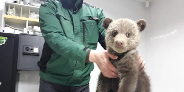 Ursuleţii - fetiţe salvate în Biertan - Sibiu şi duse la Rezervaţia din Zărneşti - Braşov Foto AMP Libearty - Bear Sanctuary