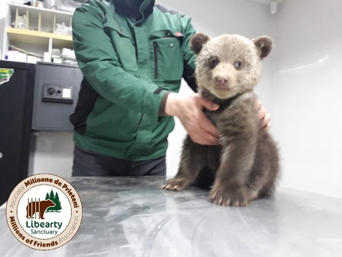 Ursuleţii - fetiţe salvate în Biertan - Sibiu şi duse la Rezervaţia din Zărneşti - Braşov Foto AMP Libearty - Bear Sanctuary