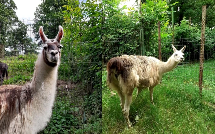 lama la zoo hunedoara foto primaria hunedoara