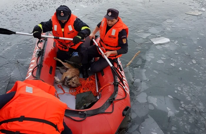 Căţelul a fost salvat de pompieri                                                                                      FOTO: ISU Gorj