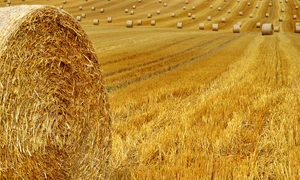 hay bales 7388046 1280 jpg