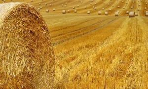 hay bales 7388046 1280 jpg