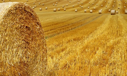 hay bales 7388046 1280 jpg