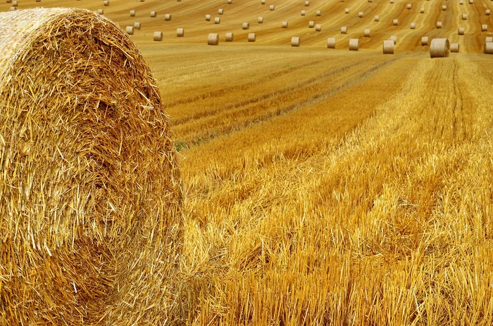 Căpițe de fân pe câmp. Foto: Pixabay