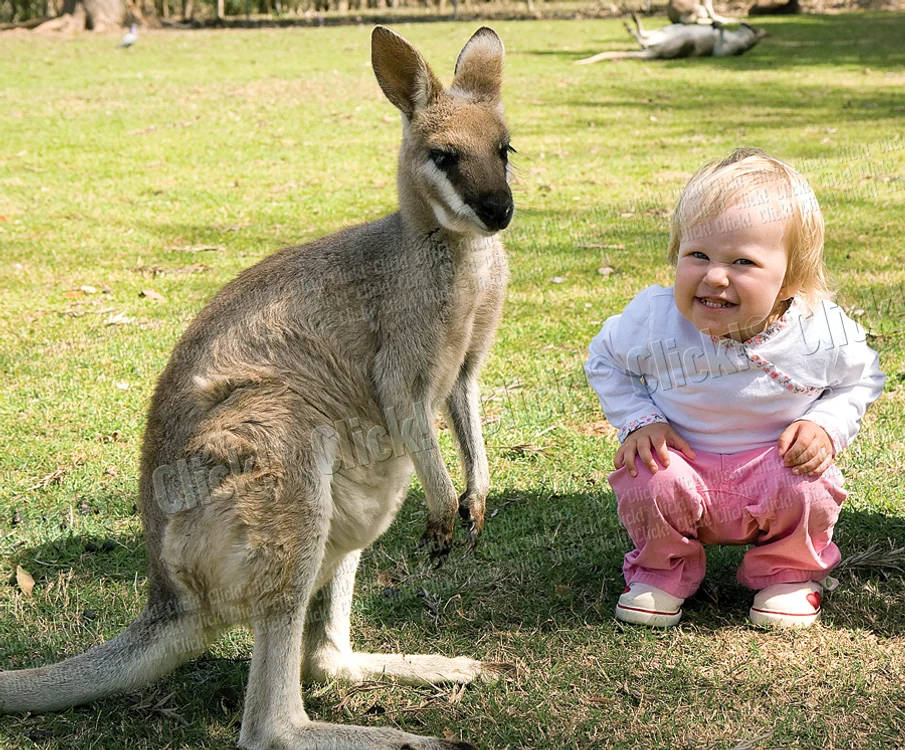 Cangurul pitic, cunoscut sub numele de Wallaby, are o înălţime maximă de un metru şi trăieşte în Australia şi Noua Guinee