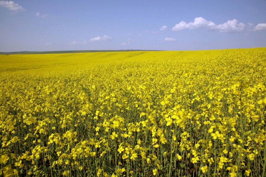 UE îmbunătăţeşte previziunile privind recolta de cereale în Franţa şi România