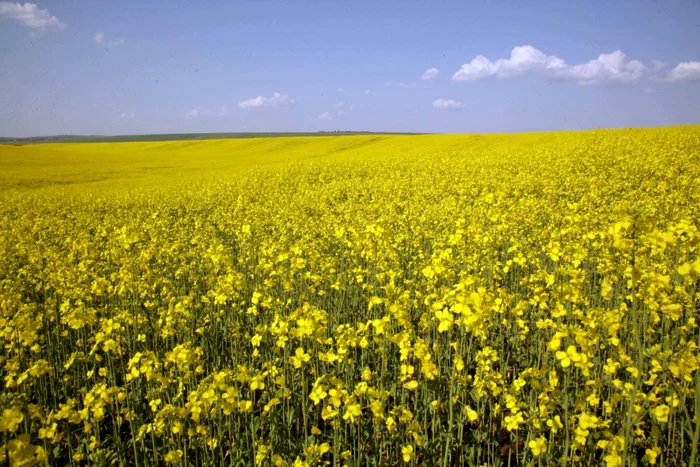 Rapiţă  FOTO Shutterstock