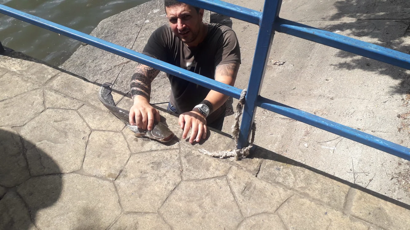 Peștii din Herăstrău pot fi prinși  ușor la ecluza dinspre Floreasca