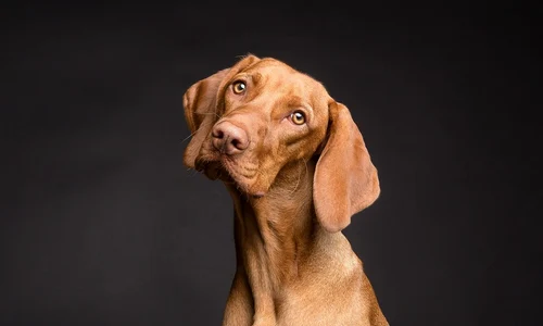 1 img 20200925 wa0004 jpg jpeg